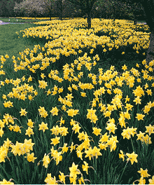 Dutch Master daffodil bulbs naturalising in bulk cheap yellow near me