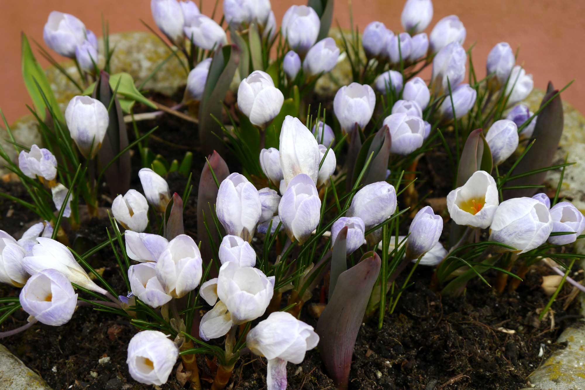 specie crocus blue Blue Pearl naturalising spring lawns borders containers cheap near me
