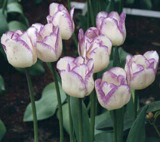 Shirley tulip bulb border spring mauve white tall cheap near me