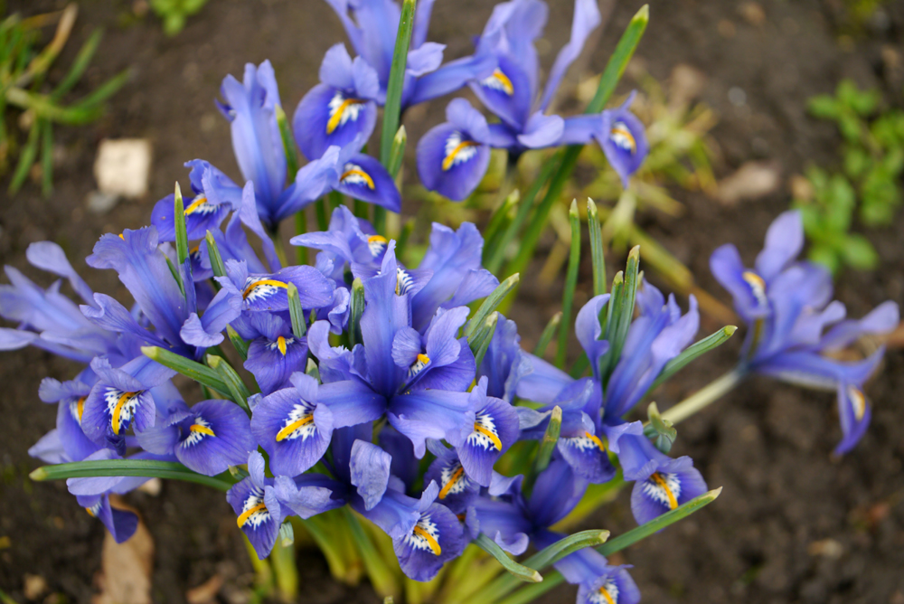 dwarf iris reticulata Joyce blue pots containers early spring cheap mear me