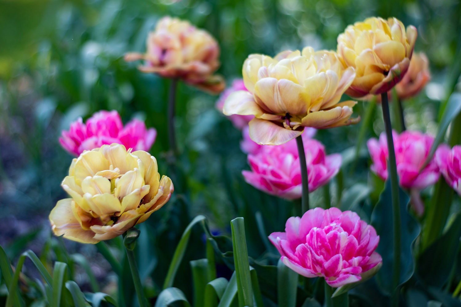 La Belle Epoque coffee coloured double tulip bulb short containers borders cheap